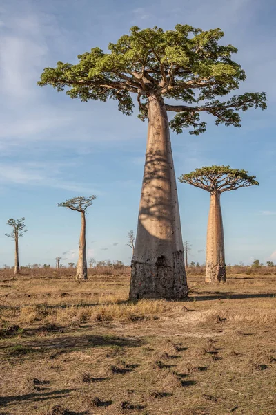 stock image Beautiful Baobab trees at sunset at the avenue of the baobabs in Madagascar