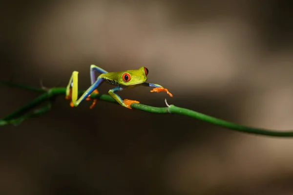 赤い目の木のカエル Agalychnisの書道 コスタリカの熱帯林の緑の葉の上に座って — ストック写真