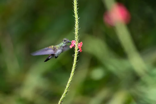Colibrí Verde Azul Violeta Brillante Volando Junto Una Hermosa Flor — Foto de Stock