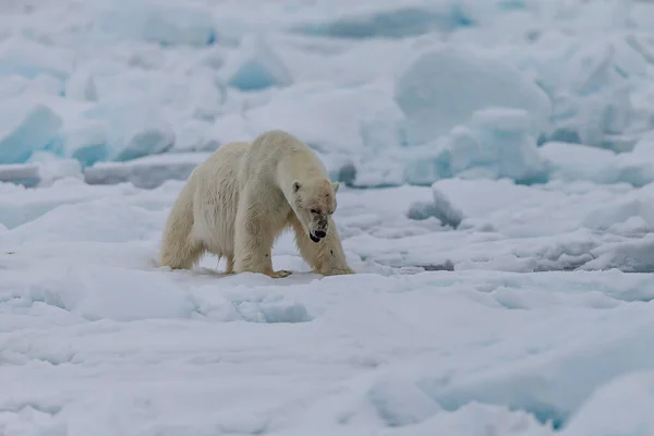 Niedźwiedź Polarny Ursus Maritimus Spitsbergen Ocean Północny — Zdjęcie stockowe