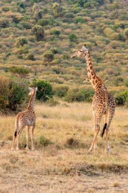 Giraffe in front Amboseli national park Kenya masai mara.(Giraffa reticulata) sunset.