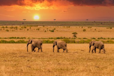 Clsoe up of African Bush Elephants walking on the road in wildlife reserve. Maasai Mara, Kenya, Africa. (Loxodonta africana)