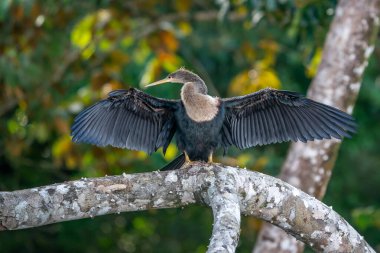 Büyük karabatak kurutmak için kanatlarını açar. Phalacrocorax karbüratörü