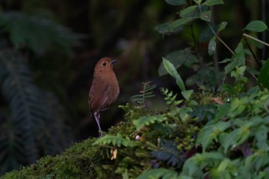 Tawny antpitta (Grallaria quitensis), Grallariidae familyasından bir kuş türü..