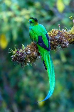 Resplendent Quetzal, Pharomachrus mocinno, from Savegre in Costa Rica with blurred green forest in background. Magnificent sacred green and red bird clipart