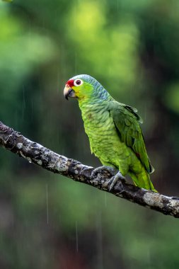 Kırmızı lorlu papağan, Amazona autumnalis. Derin yağmur ormanlarından papağan. Kırmızı başlı açık yeşil papağan portresi. Kosta Rika'dan vahşi yaşam sahnesi.