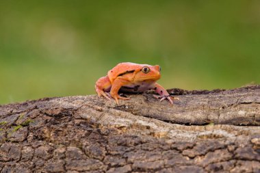 Yanlış domates kurbağa da bilinen domates Kurbağa (Dyscophus guineti),.