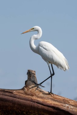 ardea alba/ white heron portrait africa kenya