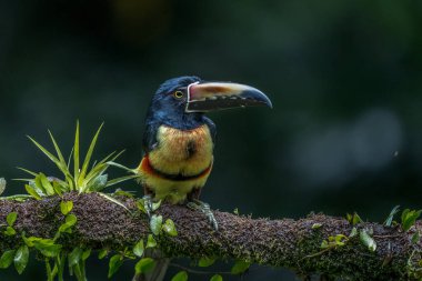Toucan Yakalı Aracari, Pteroglossus torquatus, büyük gagalı kuş. Tukan ormandaki yosun dalında oturuyor, Boca Tapada, Kosta Rika. Orta Amerika 'da doğa yolculuğu