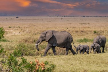Clsoe up of African Bush Elephants walking on the road in wildlife reserve. Maasai Mara, Kenya, Africa. (Loxodonta africana)