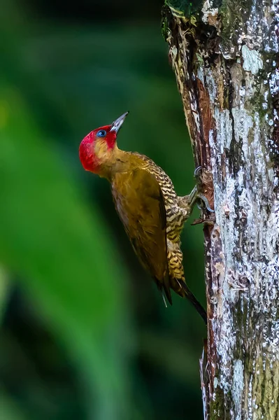 Chestnut Coloured Woodpecker Celeus Castaneus Brawn Bird Red Face Costa — Stock Photo, Image