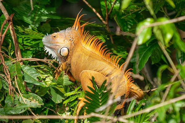 Iguane Terrestre Endémique Des Îles Galapagos Équateur — Photo