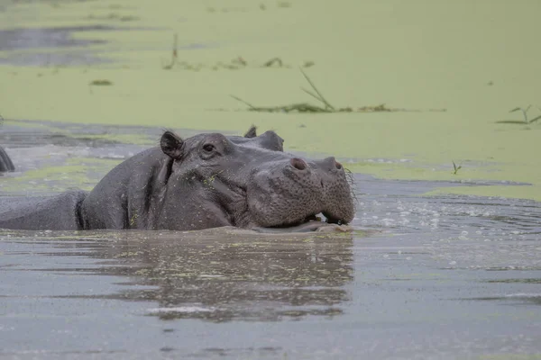 Гіппо Відкритим Мордою Воді African Hippopotamus Hippopotamus Amphibius Capensis Вечірнім — стокове фото