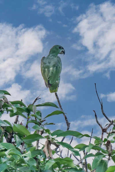Rare Species Parrot Amazona Kawalli Colombian Rainforest — Zdjęcie stockowe