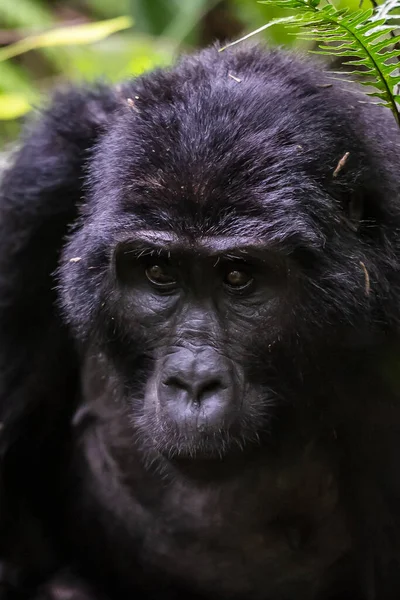 Gorilas Montaña Selva Tropical Uganda Parque Nacional Bosque Impenetrable Bwindi — Foto de Stock