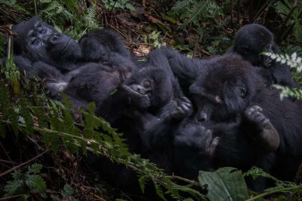Gorila Montaña Gorilla Beringei Beringei Una Subespecie Gorila Oriental Este — Foto de Stock