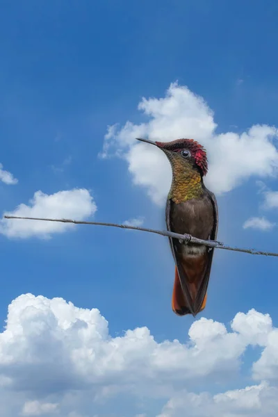 Ruby Topaz Hummingbird Chrysolampis Mosquitus Bird Flight 蜂鸟飞行与模糊的绿色背景 是的大自然的野生动物场景 特立尼达和多巴哥的观鸟活动 — 图库照片