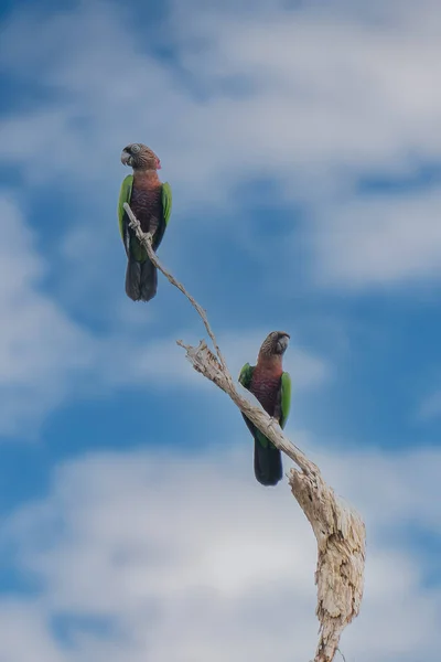 Loro Abanico Rojo Cabeza Halcón También Conocido Brasil Como Anac — Foto de Stock