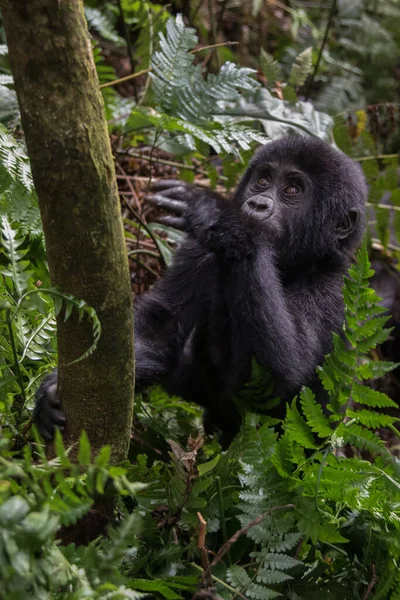Gorila Montaña Gorilla Beringei Beringei Una Subespecie Gorila Oriental Este — Foto de Stock