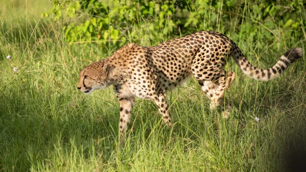 Cheetah Acinonyx Jubatus Feline Known Fastest Terrestrial Animal Slender Long — Stock Photo, Image