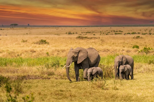 Clsoe African Bush Elephants Walking Road Wildlife Reserve Maasai Mara — Zdjęcie stockowe