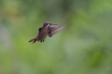 Yeşil ve mavi sinekkuşu, güzel sarı çiçeğin yanında uçuyor. Ekvador 'dan bir kuş, tropik dağ ormanı. Doğadan vahşi yaşam sahnesi. Güney Amerika 'da kuş izleme