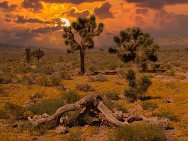 Güneybatı Usa Parkları (Joshua Tree Ulusal Parkı), Kaliforniya 'nın güneydoğusunda yer almaktadır..