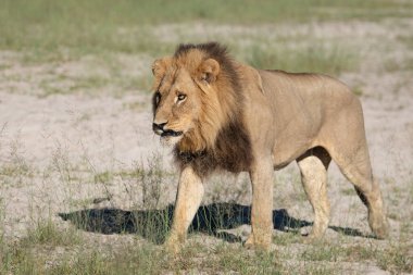 Savannah çim üzerinde yalan büyük aslan. düz ve tepelerin arka planda karakteristik ağaçlarla peyzaj