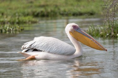 Beyaz pelikan, Pelecanus onocrotalus, Kerkini Gölü, Yunanistan. Mavi su yüzeyinde pelikanlar. Avrupa doğa Wildlife sahnesi. Kuş Dağı arka planı. Uzun Turuncu faturaları ile kuşlar.