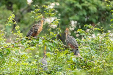 Güney Amerika, Peru 'daki Sandoval Gölü' ndeki Amazon yağmur ormanlarında büyüyen armalı Hoatzin (Opisthocomus hoazin).