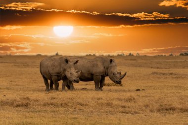 White Rhinoceros Ceratotherium simum Square-lipped Rhinoceros at Khama Rhino Sanctuary Kenya Africa.