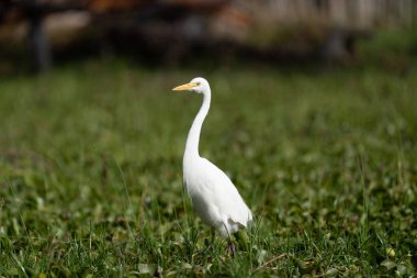 ardea alba/ white heron portrait africa kenya