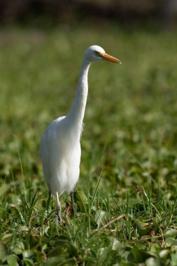 ardea alba/ white heron portrait africa kenya