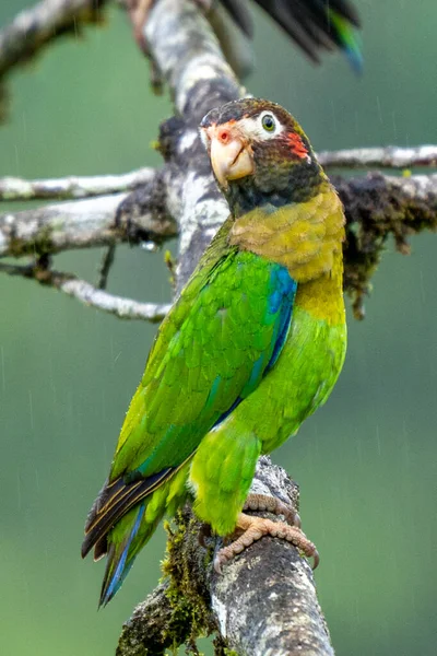 Portré Könnyű Zöld Papagáj Barna Fej Vörösfülű Papagáj Pionopsitta Haematotis — Stock Fotó