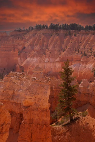 Southwest Usa Bryce Canyon National Park Rocky Town Red Rose — Foto de Stock