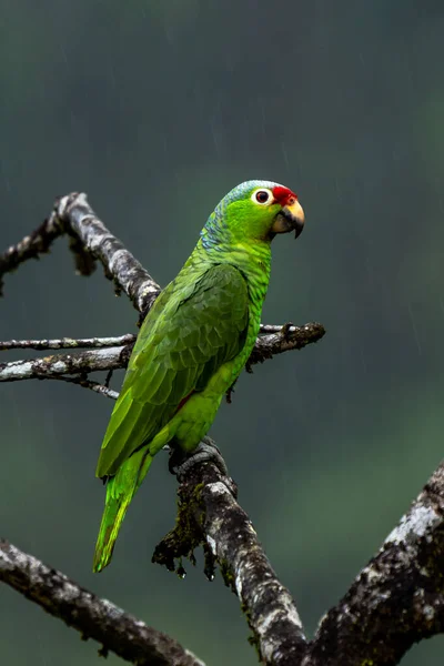 Piroscsőrű Papagáj Amazona Autumnalis Papagáj Mély Esőerdők Portré Világos Zöld — Stock Fotó