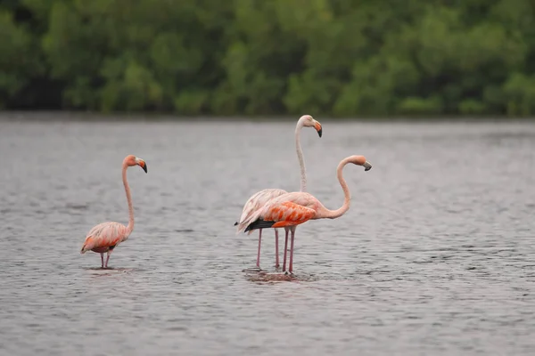 Flamingos Tipo Ave Família Phoenicopteridae Única Família Aves Ordem Phoenicopteriformes — Fotografia de Stock