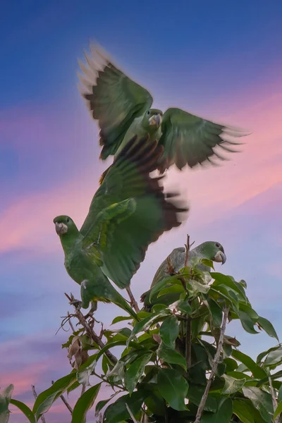 Rare Species Parrot Amazona Kawalli Colombian Rainforest — Stockfoto