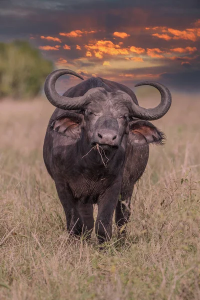 Big Old Cape Buffalo Dagga Bull Syncerus Caffer Open Grass — Fotografia de Stock