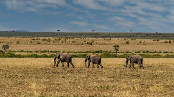 Clsoe African Bush Elephants Walking Road Wildlife Reserve Maasai Mara — Stockfoto