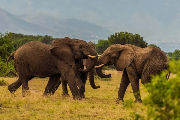 Vahşi Afrika fili, Botswana, Afrika