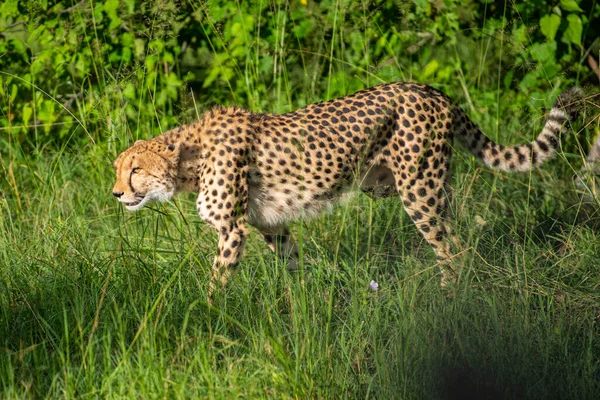 Cheetah Acinonyx Jubatus Ett Kattdjur Som Kallas Det Snabbaste Landlevande — Stockfoto