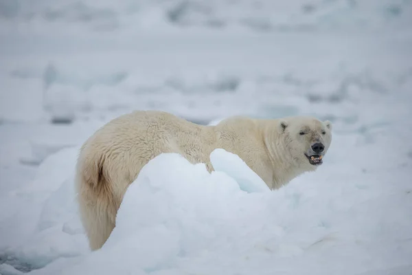 Красивий Білий Ведмідь Шукає Здобич Норвезький Шпіцберген — стокове фото
