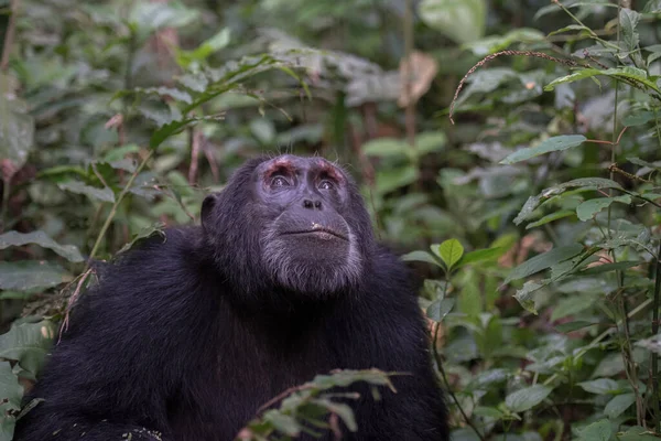 Panhoukající Šimpanz Pan Troglodytes Přírodním Prostředí — Stock fotografie