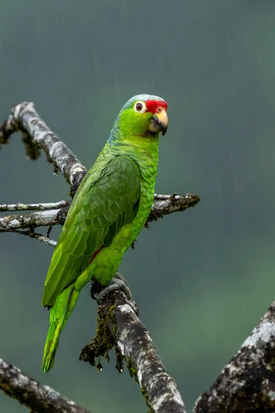 Piroscsőrű Papagáj Amazona Autumnalis Papagáj Mély Esőerdők Portré Világos Zöld — Stock Fotó
