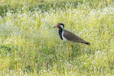 Yeşil Çimenlerdeki Güney Lapwing (Quero-quero / Vanellus chilensis)