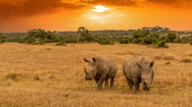 White Rhinoceros Ceratotherium simum Square-lipped Rhinoceros at Khama Rhino Sanctuary Kenya Africa.