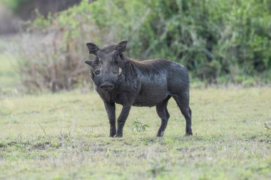 Yaygın yaban domuzu (