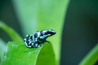 Retiküle cam Frog - Hyalinobatrachium valerioi, Orta Amerika ormanları, Kosta Rika güzel küçük yeşil ve sarı kurbağa.