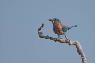 Leylak göğüslü silindir (Coracias caudatus), Afrika kökenli bir kuş familyasıdır..
